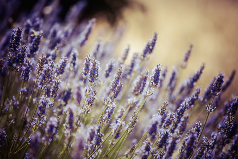 The Beauty Benefits of Lavender