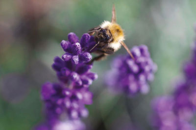 Why Choose Organic Skincare and Beauty Products?