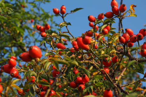 Rosehip oil: the miracle skin saviour