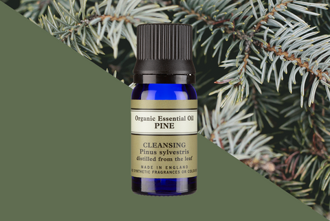Feature Friday: Pine